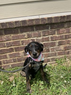 Key, Baby Female Mixed Breed