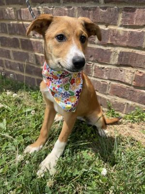 Brooks, Baby Female Mixed Breed