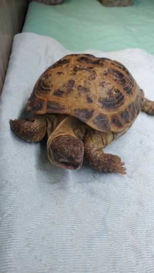Pistachio, Young Male unknown