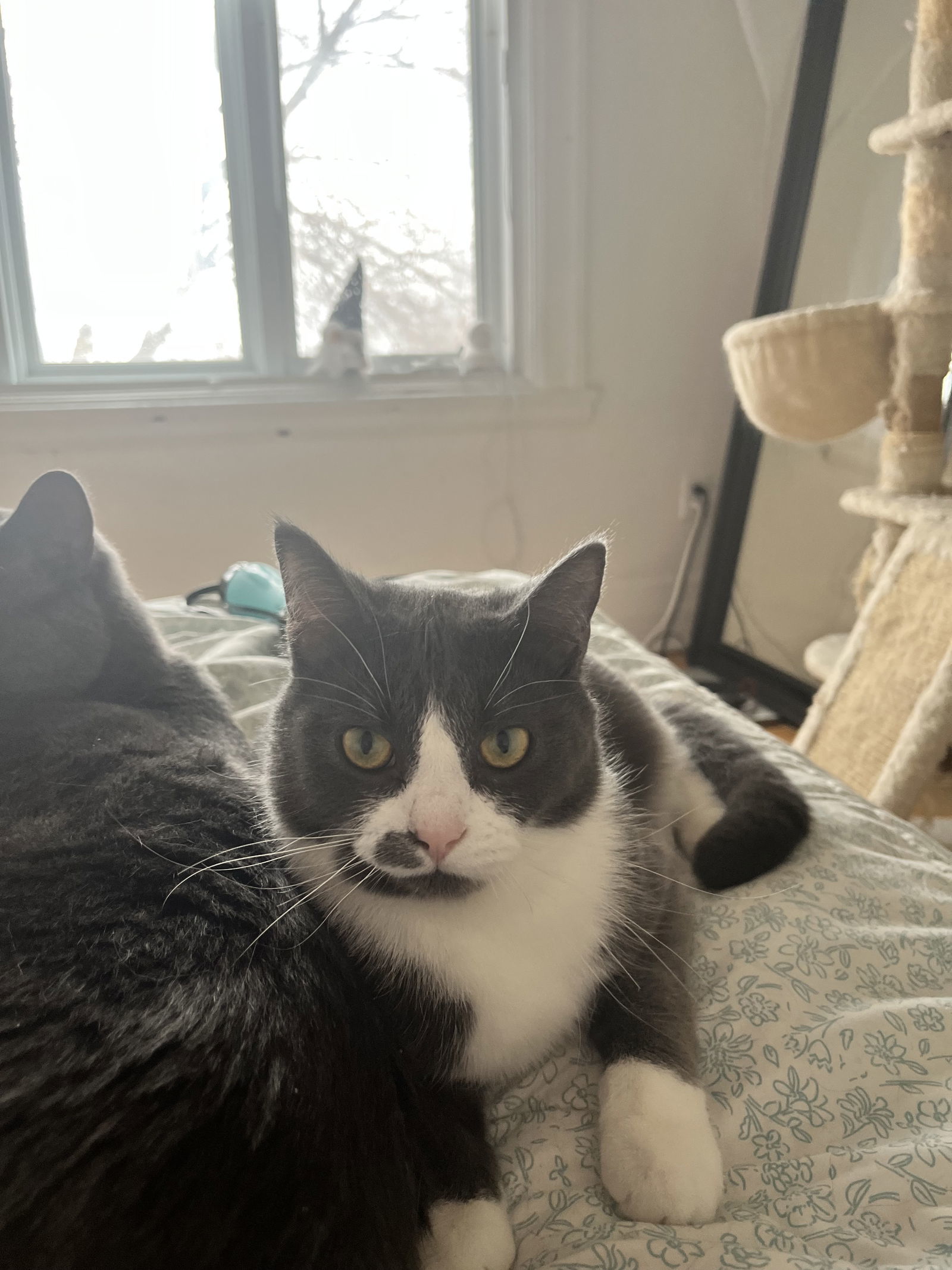 Snooze