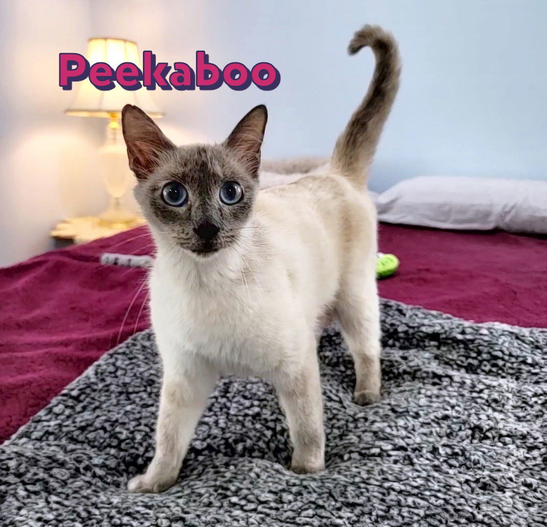 PeekABoo #pops-up-by-surprise