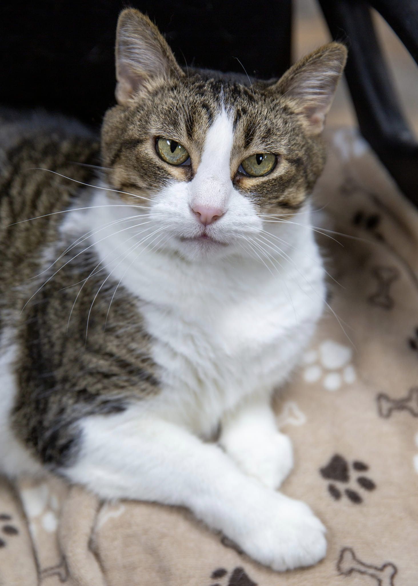 Sparkle, adoptable, Adult Female Domestic Short Hair.