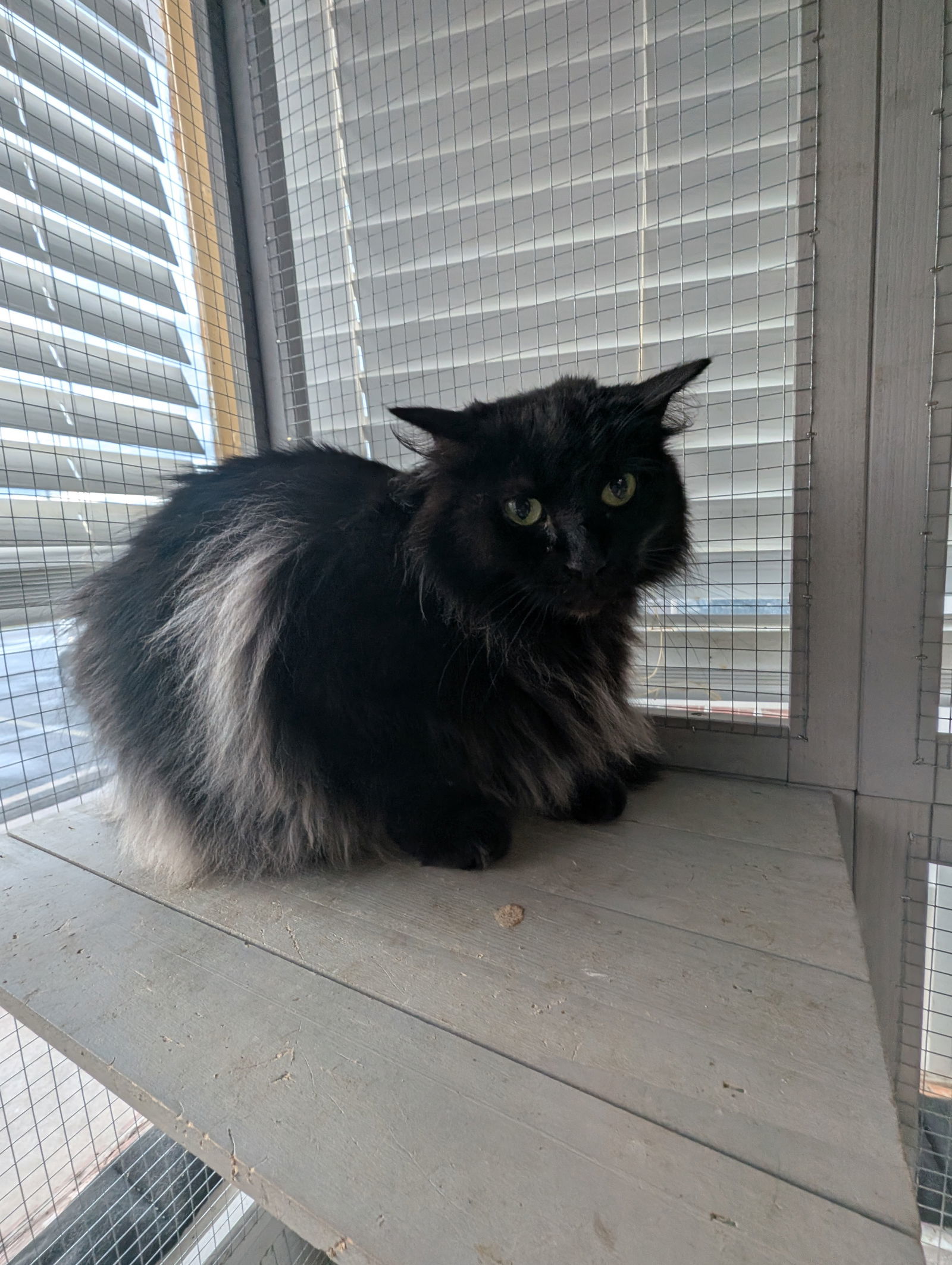 Ebony