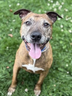 Meet Mikey He is described as eager to please easygoing friendly and social He does well on car