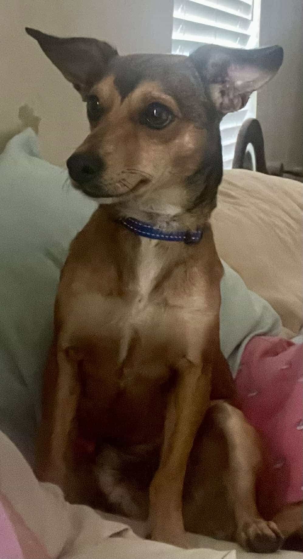 Niko, an adoptable Rat Terrier in Augusta, ME, 04330 | Photo Image 5