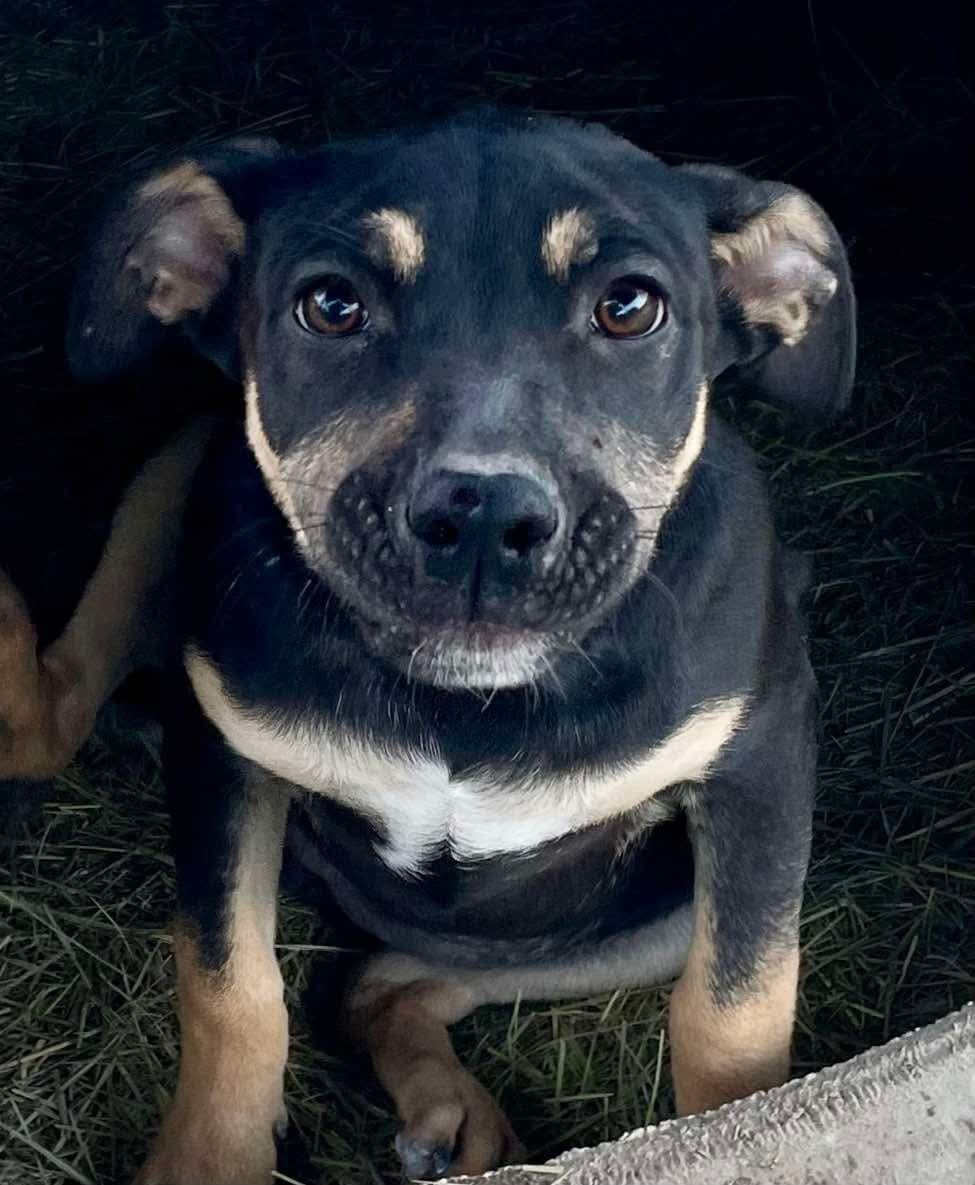 Hilary, an adoptable Black Mouth Cur in Augusta, ME, 04330 | Photo Image 2