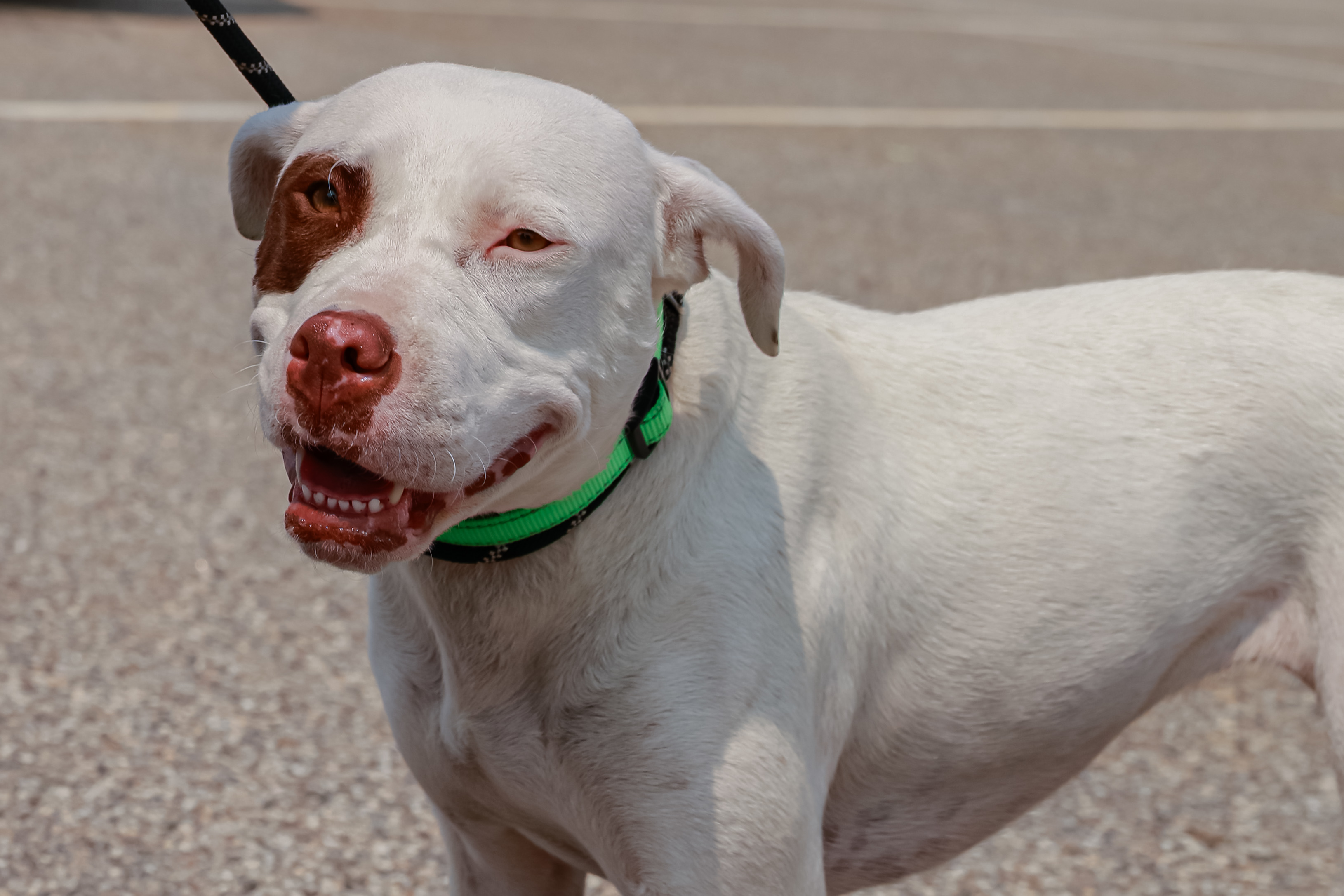 Bingo, an adoptable American Bulldog in Augusta, ME, 04330 | Photo Image 1