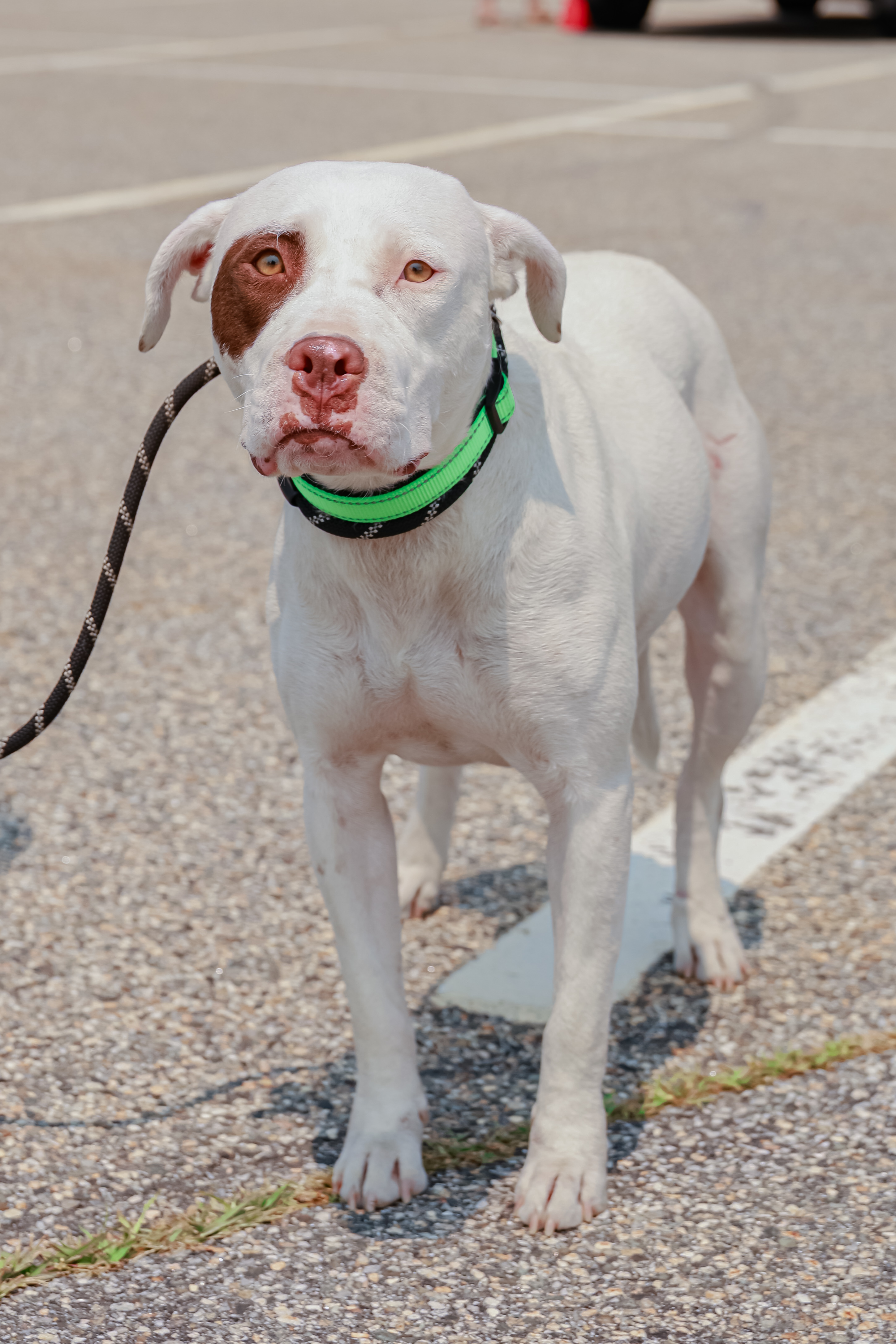 Bingo, an adoptable American Bulldog in Augusta, ME, 04330 | Photo Image 2