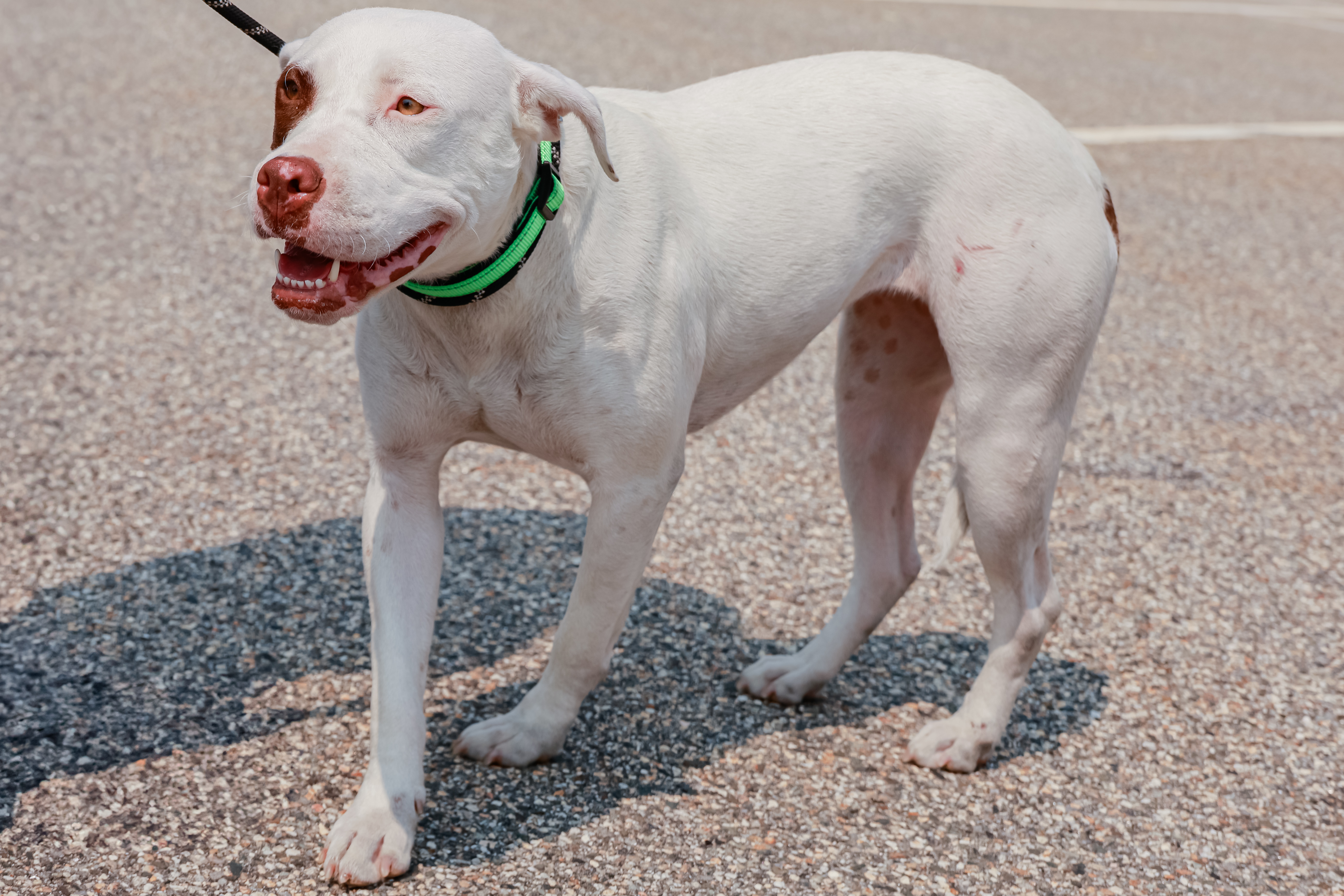 Bingo, an adoptable American Bulldog in Augusta, ME, 04330 | Photo Image 3
