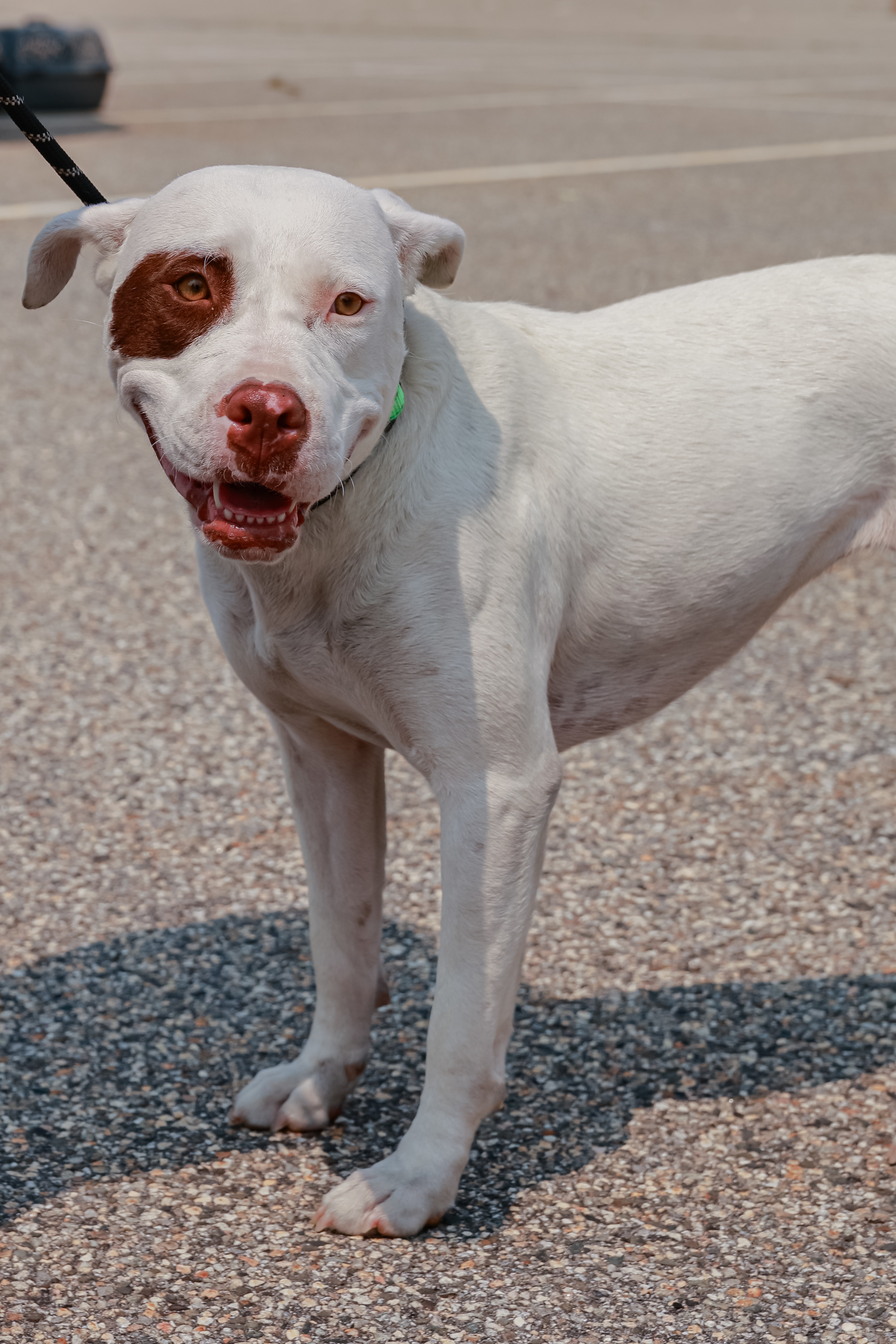 Bingo, an adoptable American Bulldog in Augusta, ME, 04330 | Photo Image 4