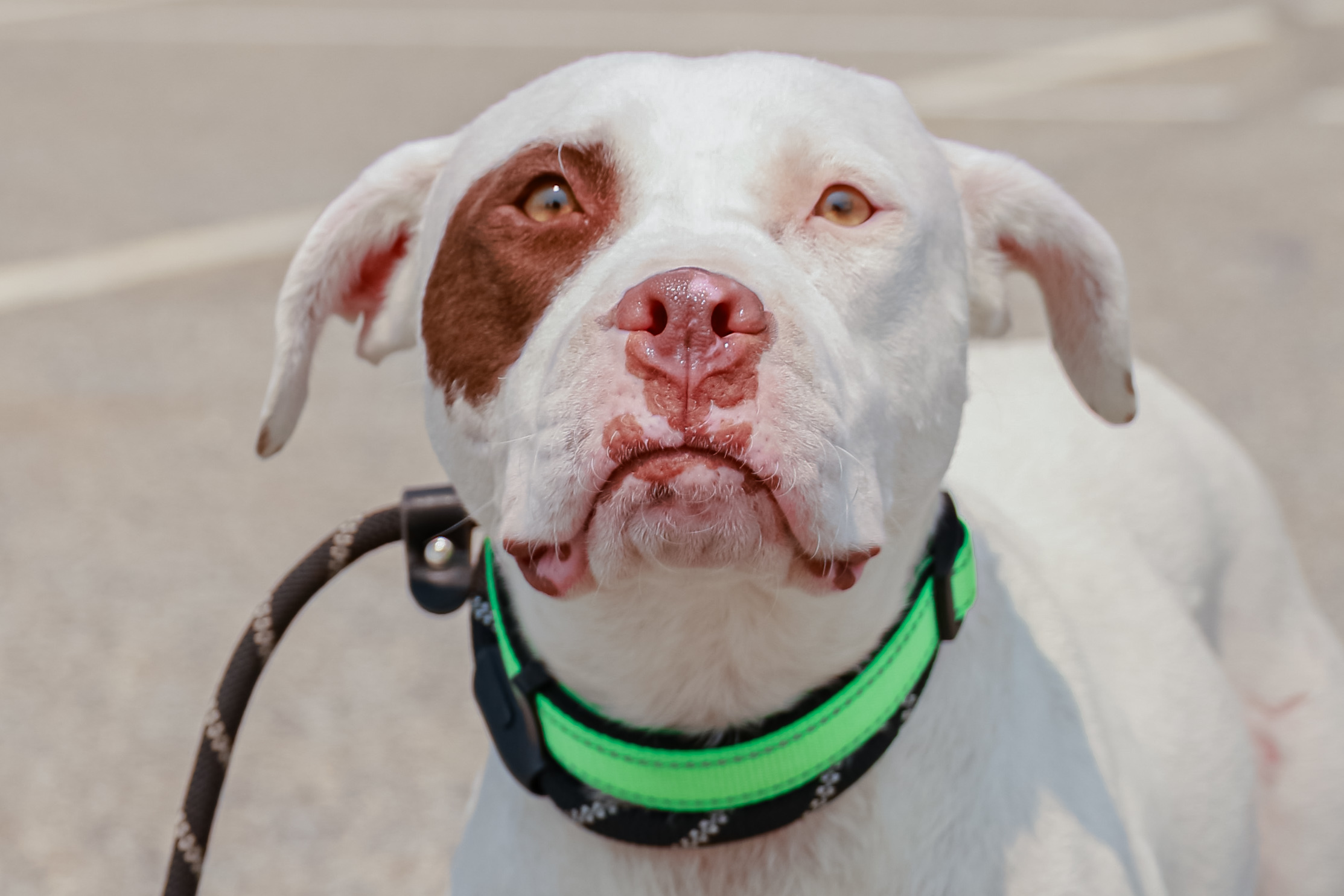 Bingo, an adoptable American Bulldog in Augusta, ME, 04330 | Photo Image 5