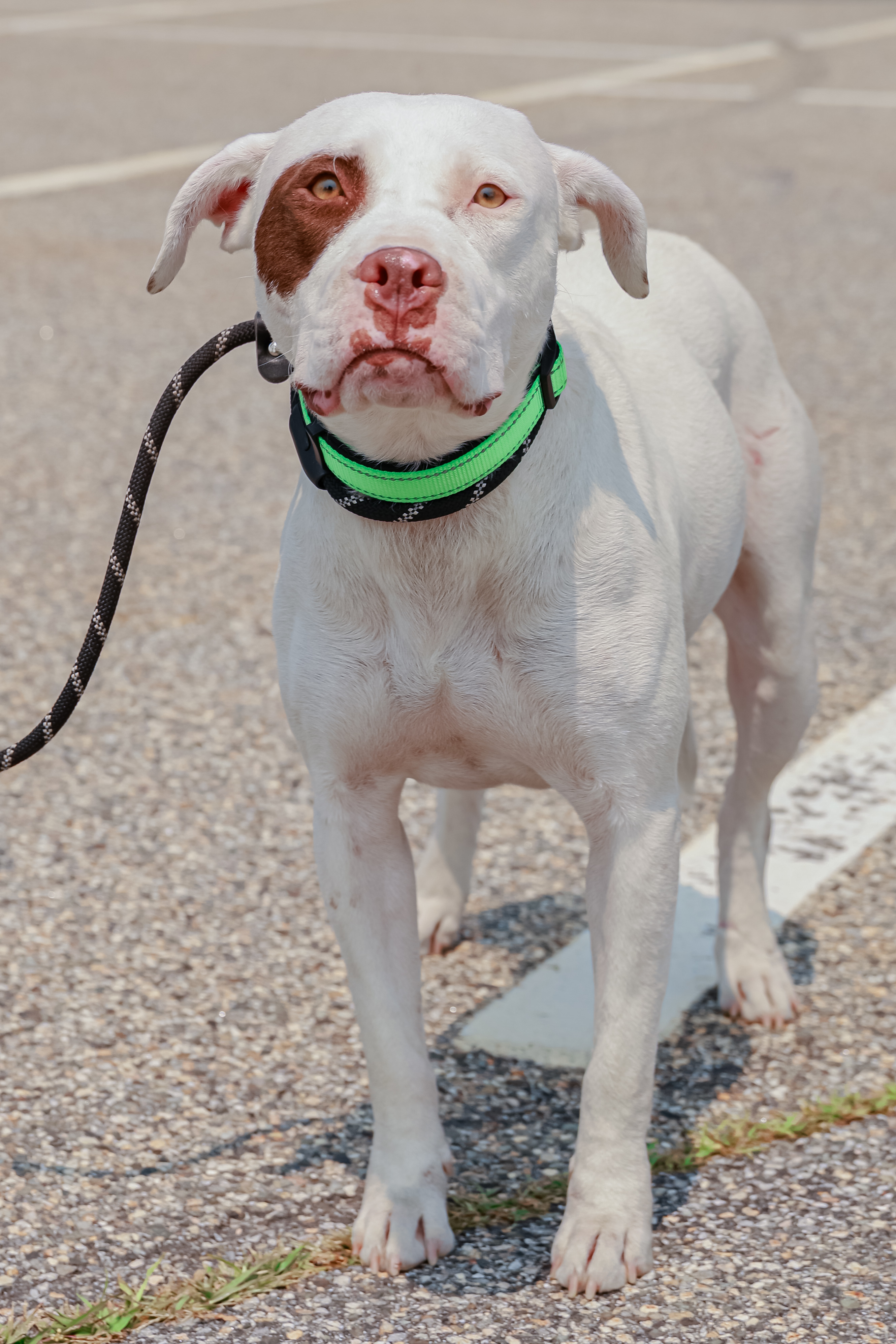 Bingo, an adoptable American Bulldog in Augusta, ME, 04330 | Photo Image 6