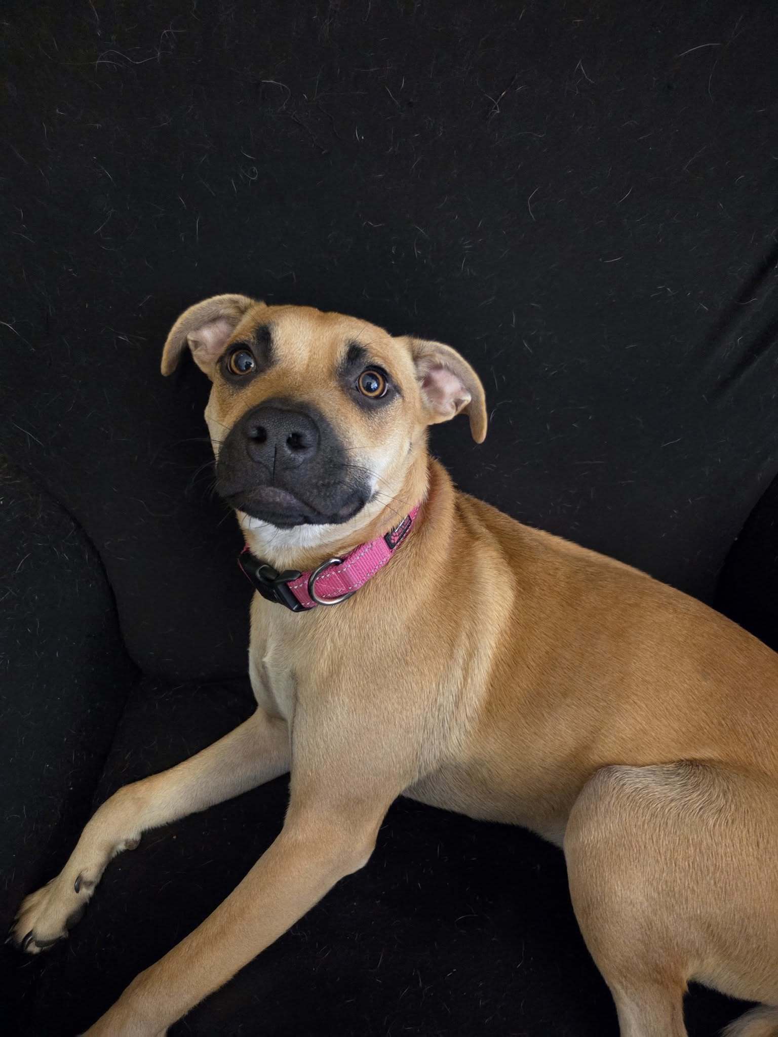Chelsea, an adoptable Black Mouth Cur in Augusta, ME, 04330 | Photo Image 1