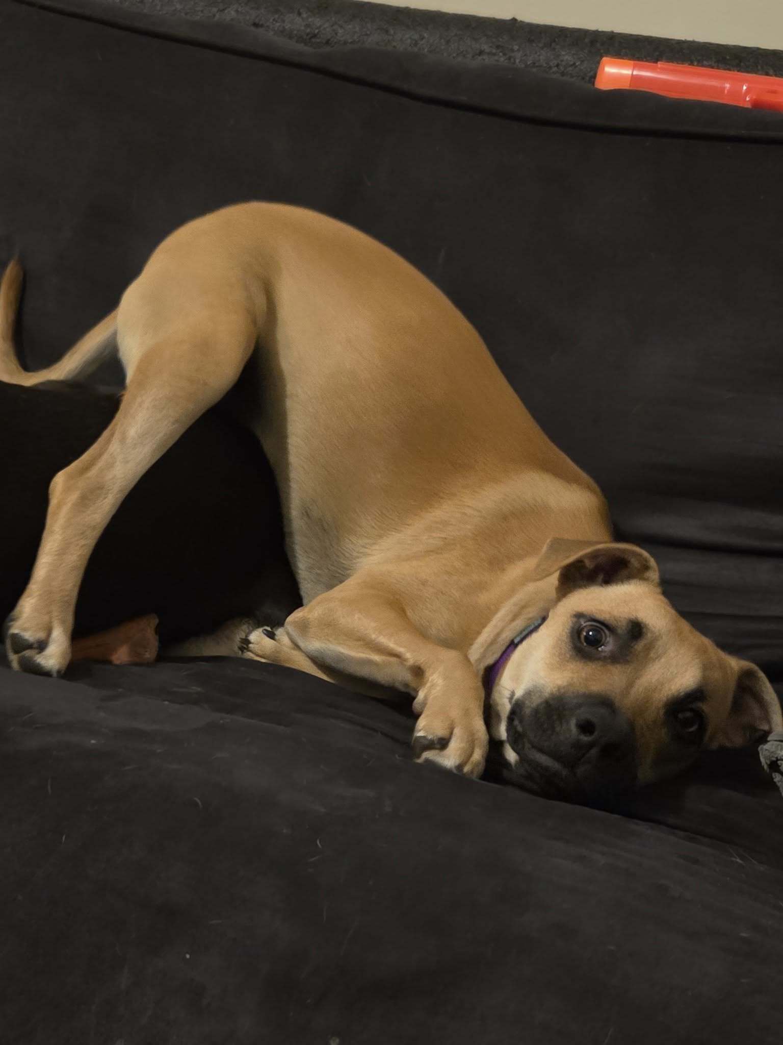 Chelsea, an adoptable Black Mouth Cur in Augusta, ME, 04330 | Photo Image 2