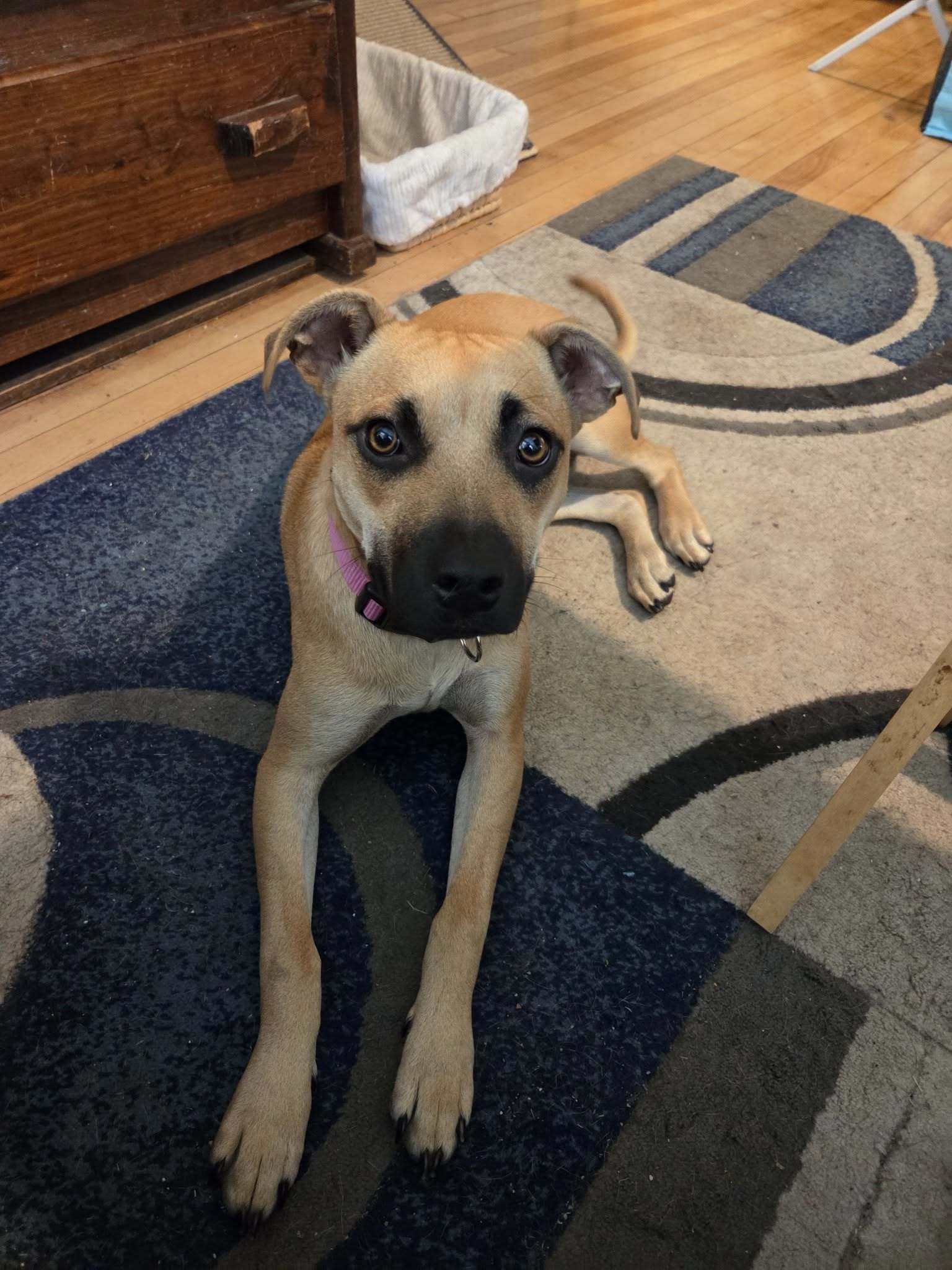 Chelsea, an adoptable Black Mouth Cur in Augusta, ME, 04330 | Photo Image 3
