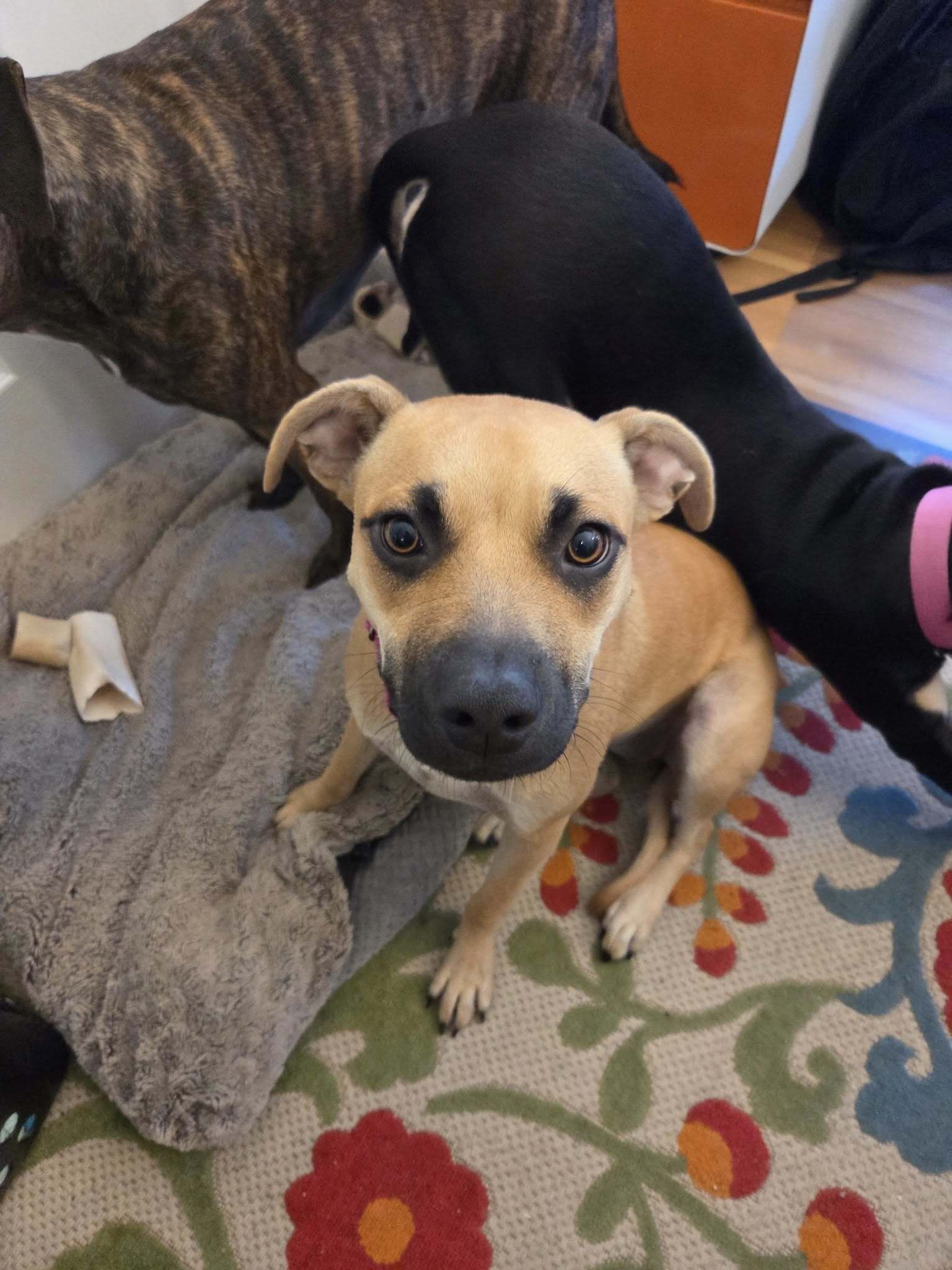 Chelsea, an adoptable Black Mouth Cur in Augusta, ME, 04330 | Photo Image 4