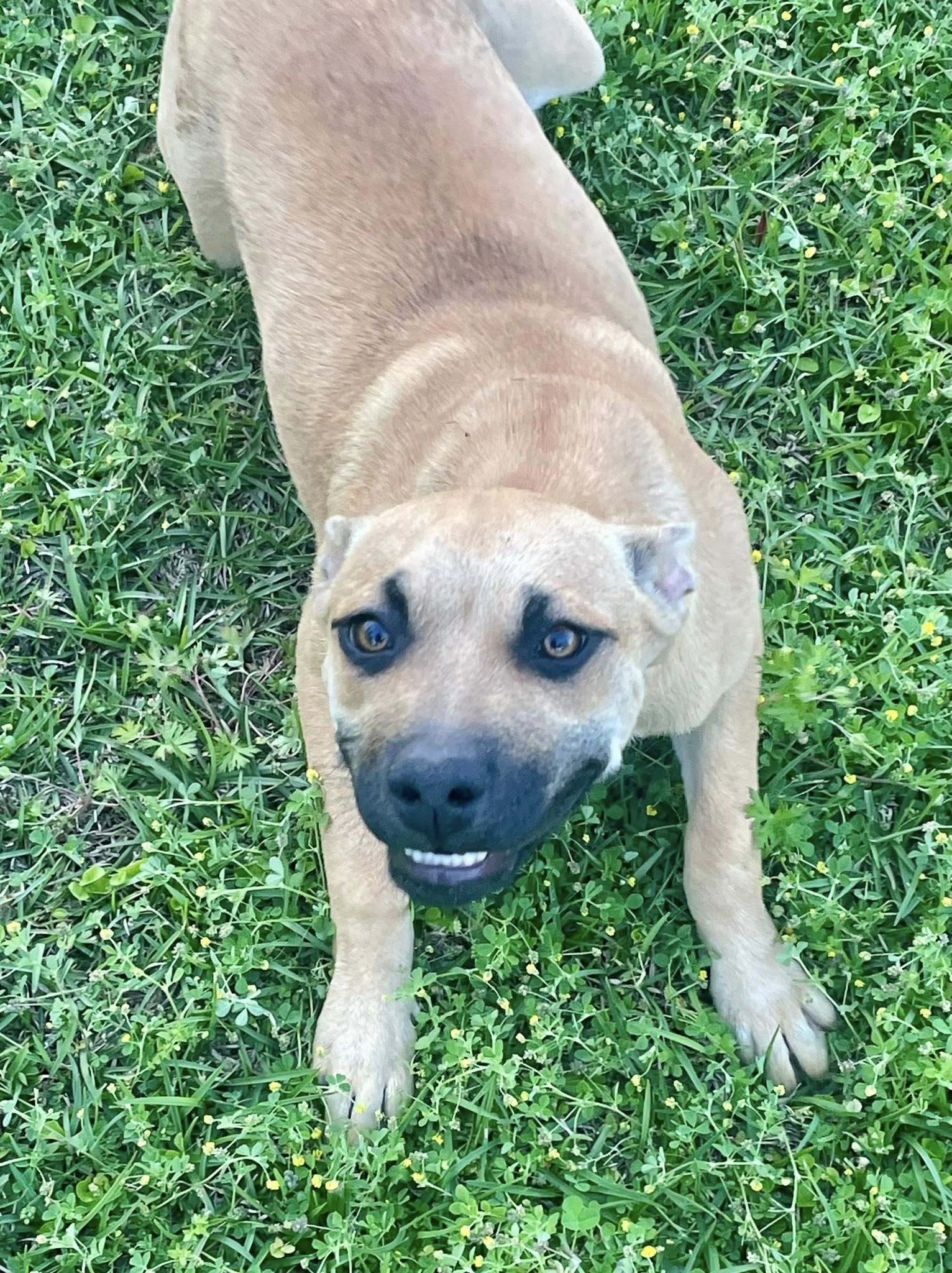 Chelsea, an adoptable Black Mouth Cur in Augusta, ME, 04330 | Photo Image 5