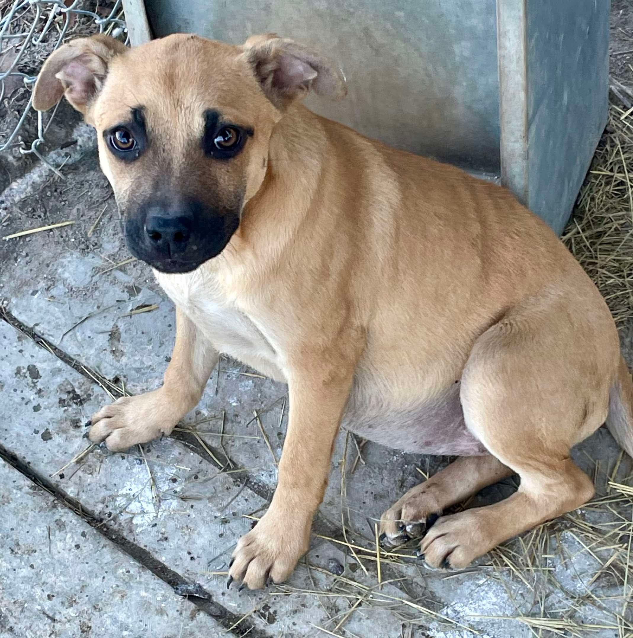Chelsea, an adoptable Black Mouth Cur in Augusta, ME, 04330 | Photo Image 6