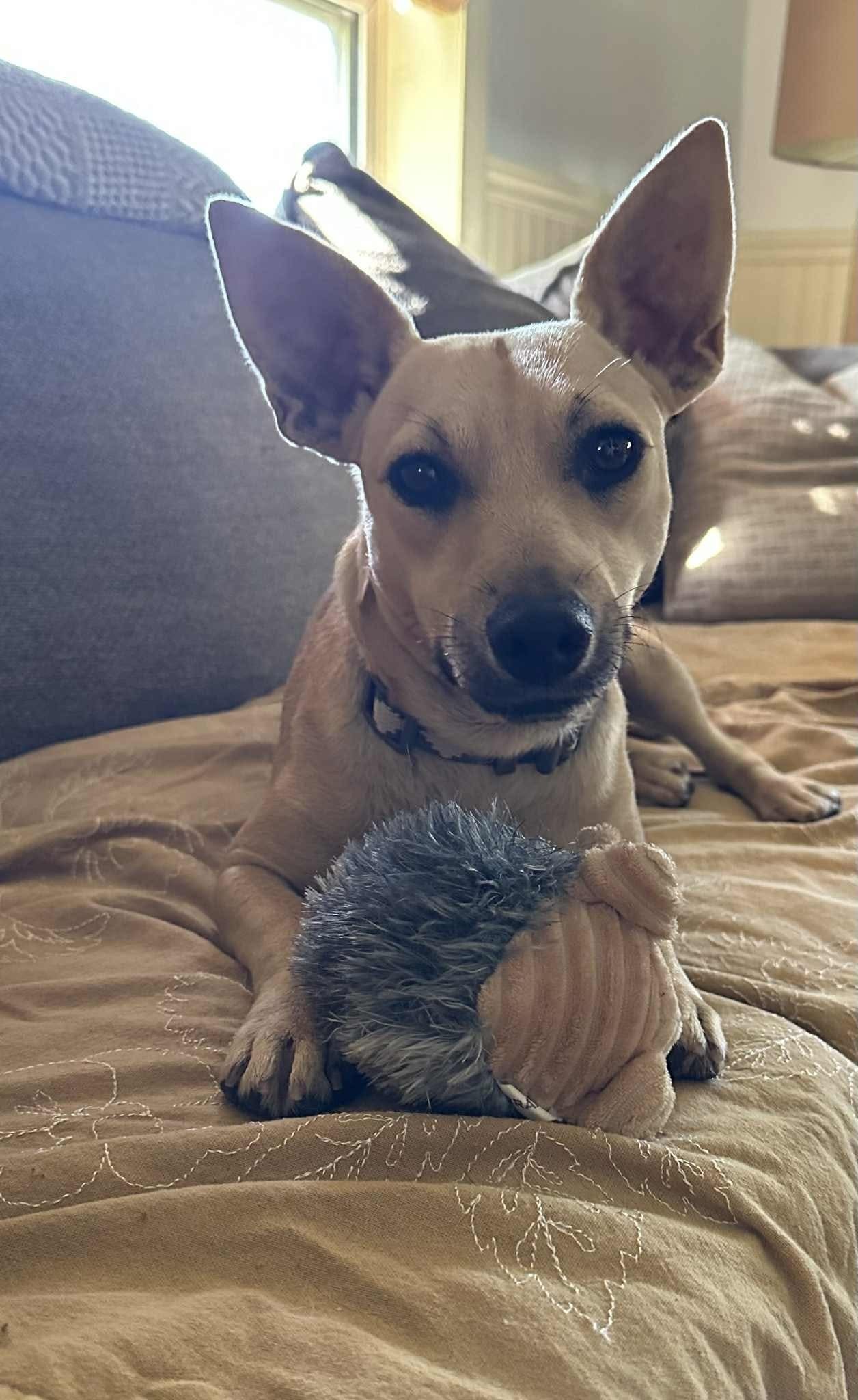 Kylee, an adoptable Chihuahua in Augusta, ME, 04330 | Photo Image 1