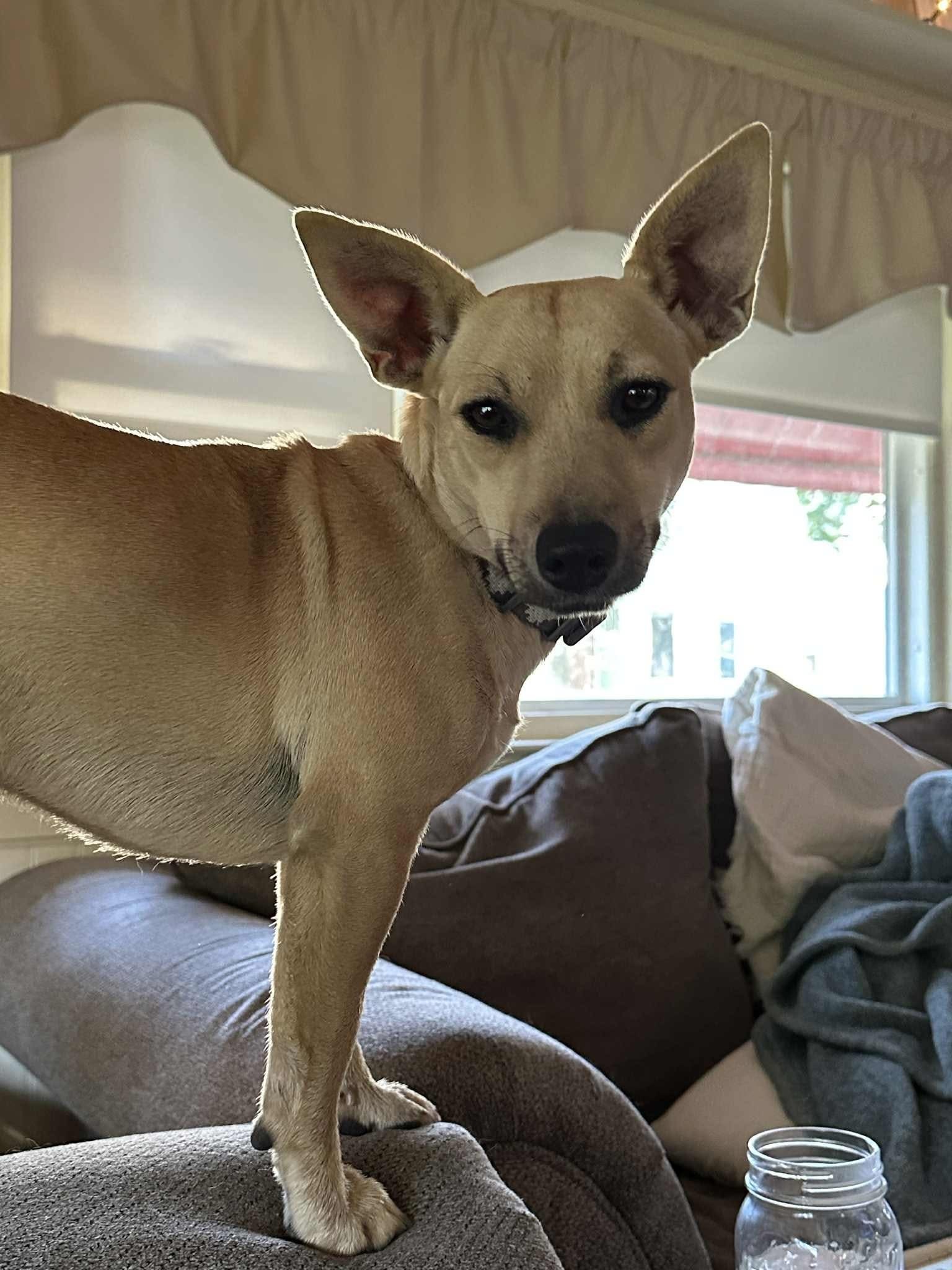 Kylee, an adoptable Chihuahua in Augusta, ME, 04330 | Photo Image 2