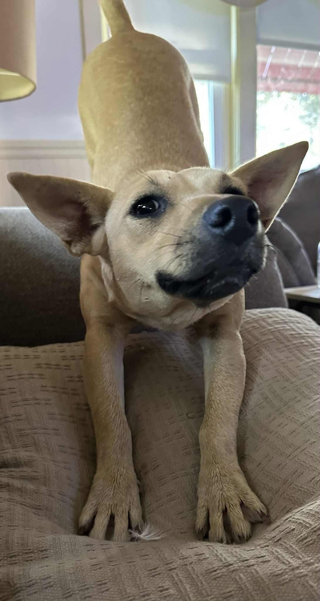 Kylee, an adoptable Chihuahua in Augusta, ME, 04330 | Photo Image 3