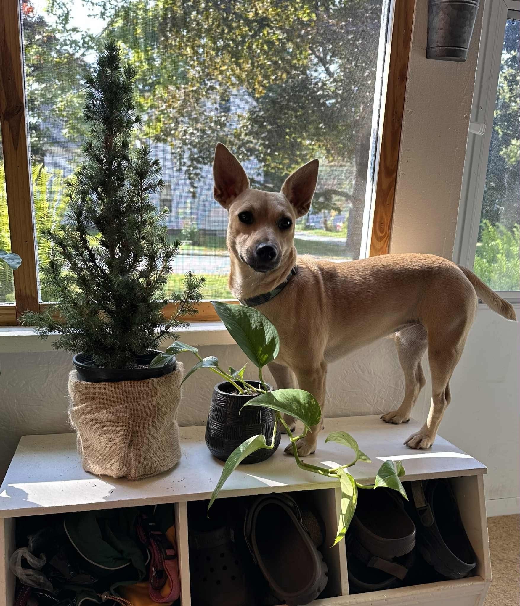 Kylee, an adoptable Chihuahua in Augusta, ME, 04330 | Photo Image 4