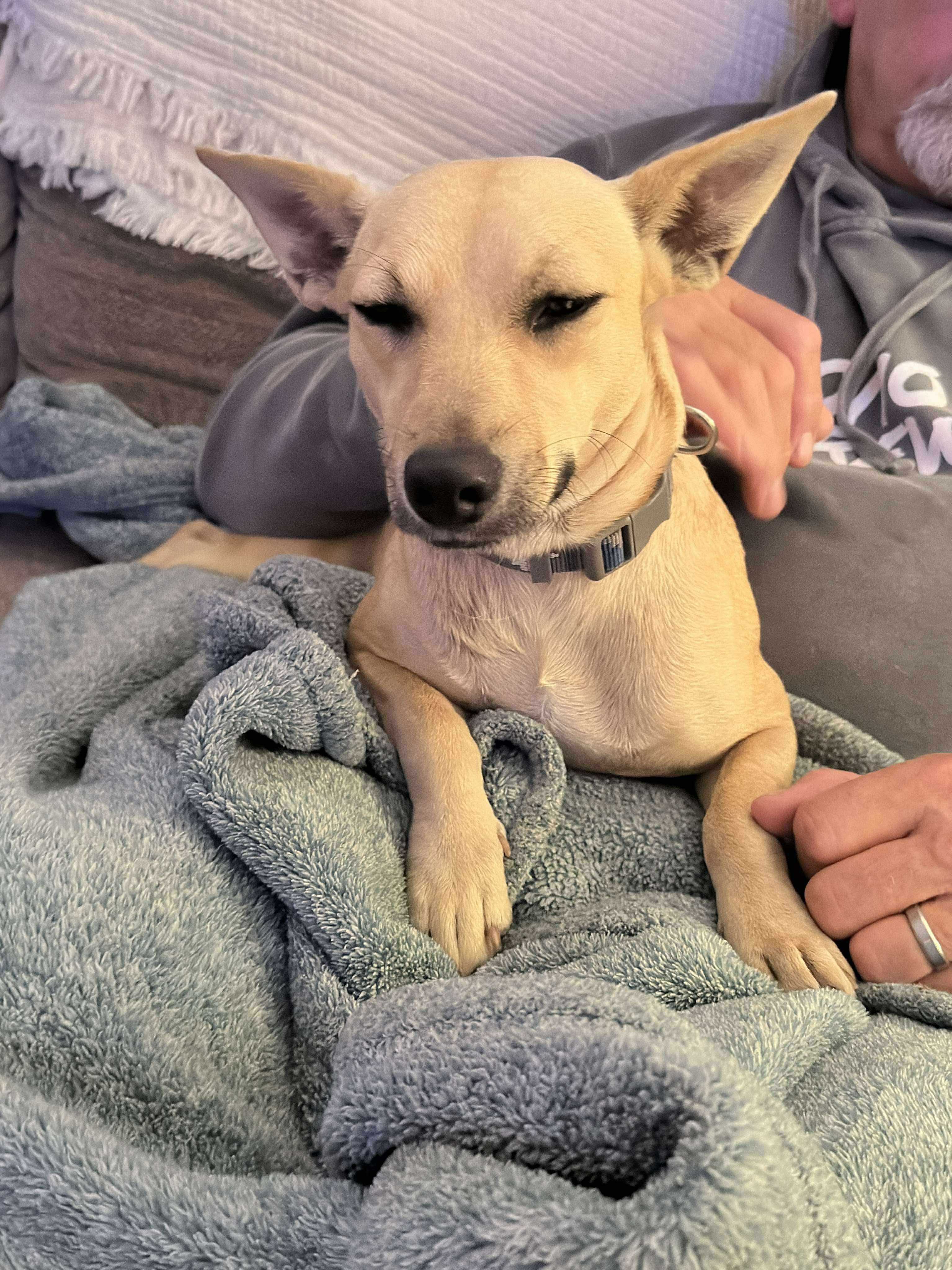 Kylee, an adoptable Chihuahua in Augusta, ME, 04330 | Photo Image 5