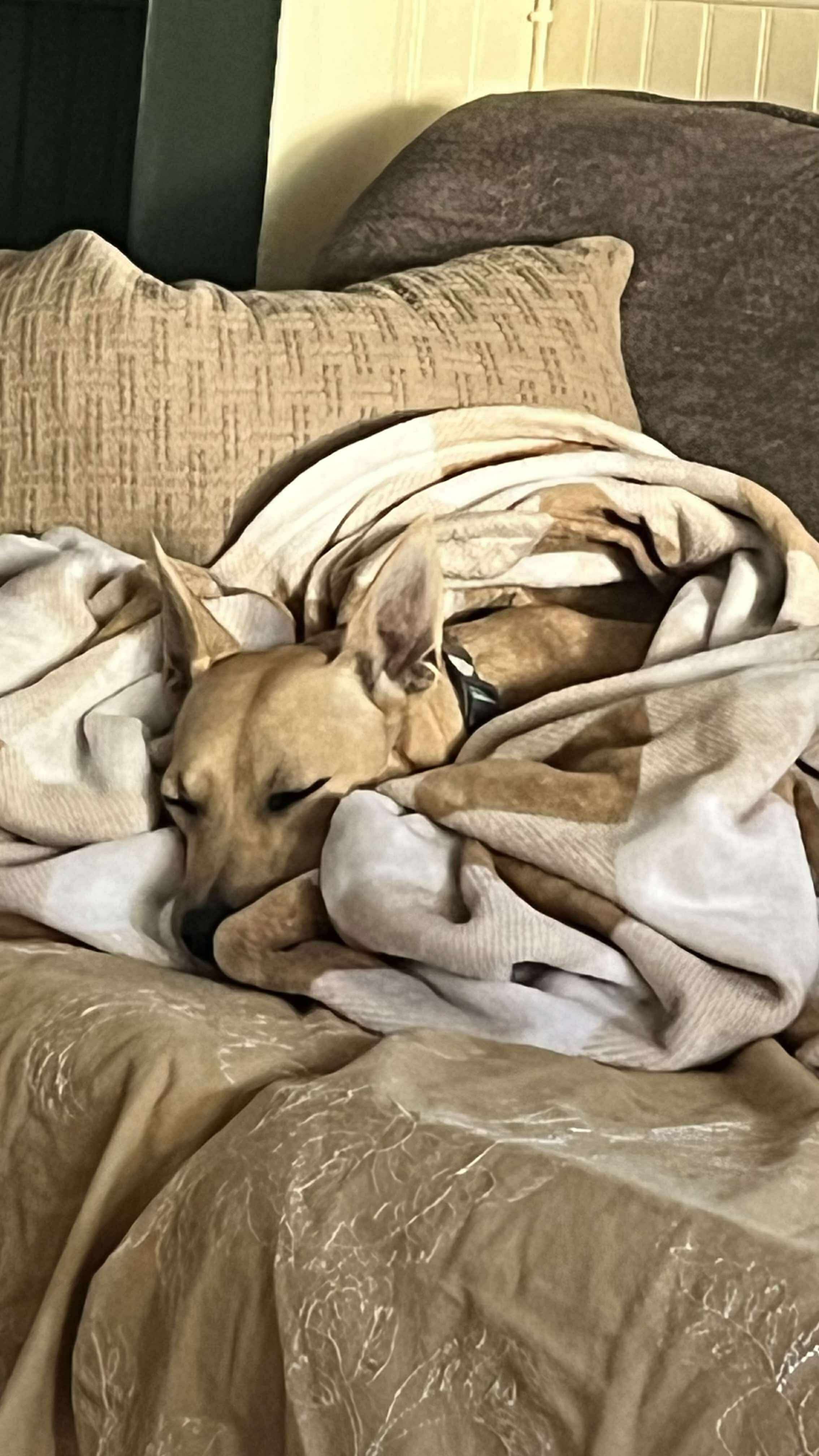 Kylee, an adoptable Chihuahua in Augusta, ME, 04330 | Photo Image 6