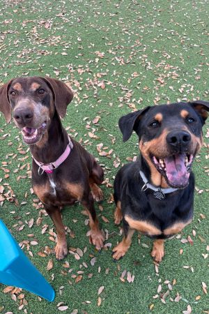 Diesel 3294, Senior Male Doberman Pinscher