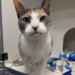 Miss Kitty