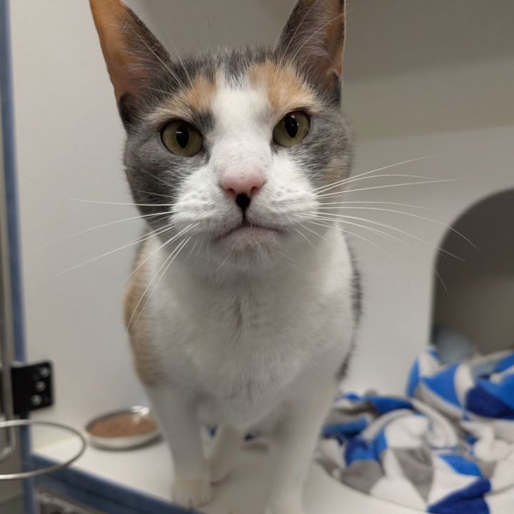 Miss Kitty 1