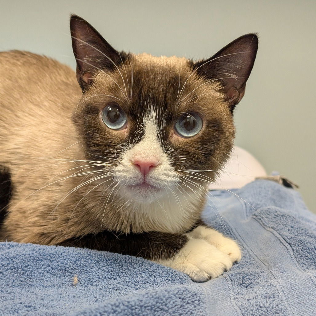 Nadeen, an adoptable Snowshoe in New Castle, DE, 19720 | Photo Image 1