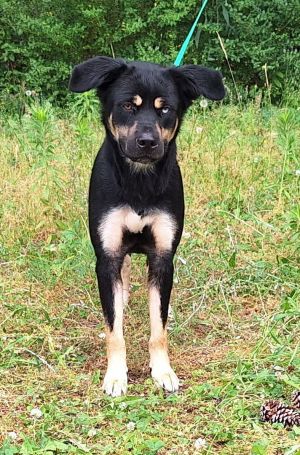 250507 Sheeva, Adult Female Shepherd