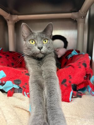 Harmonica, Adult Female Domestic Short Hair