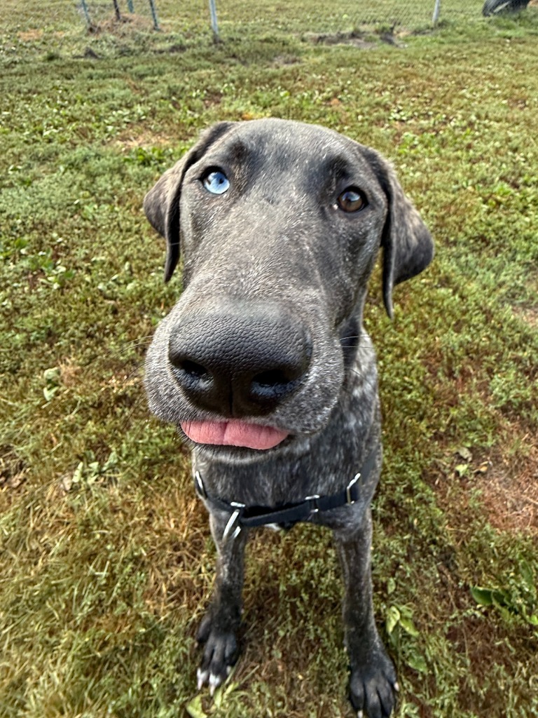 Cosmo