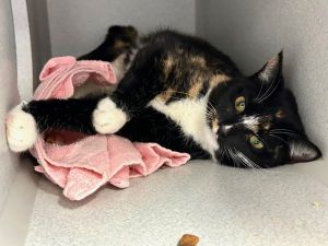 A volunteer writes Sweetie is a young and gorgeous Calico girl who came to us with many other cats
