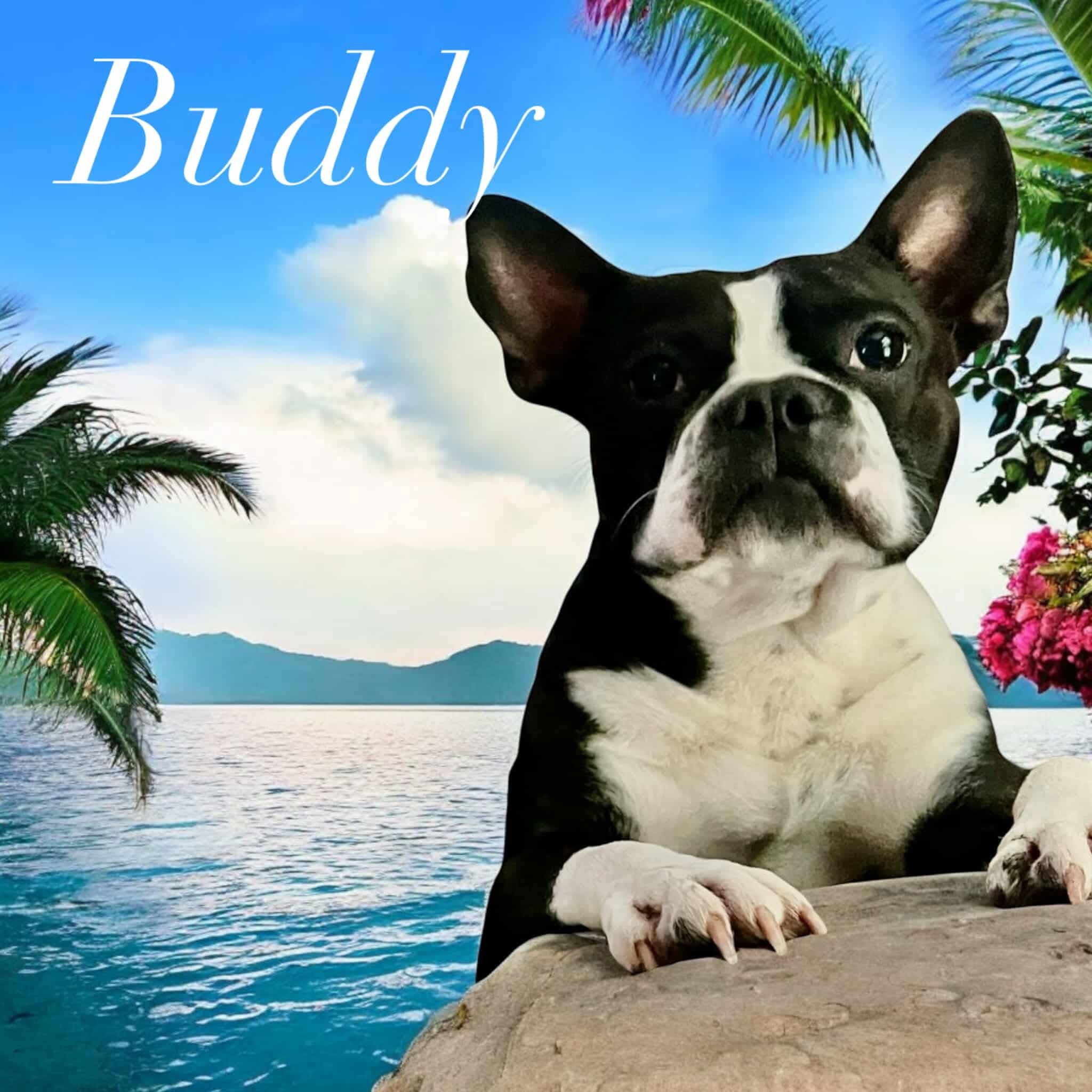 Buddy