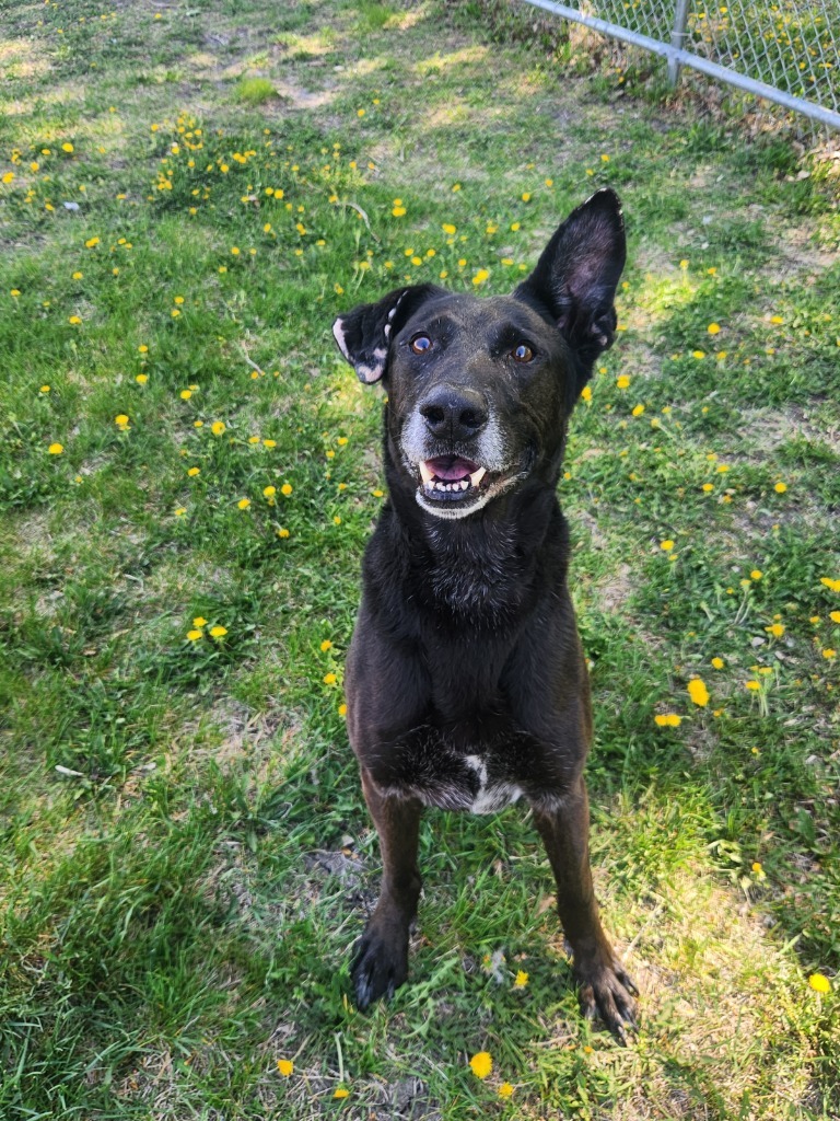 Pawzzy Pawsborne