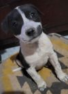 Harley