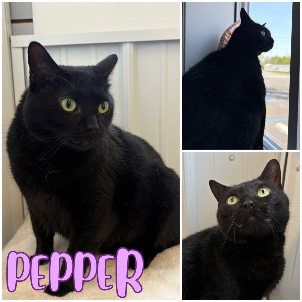 Pepper