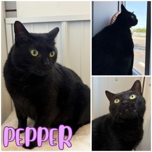 Pepper, Adult Female unknown