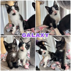 Galaxy - SR3, Baby Male unknown