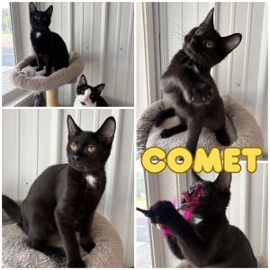 Comet - SR3, Baby Male unknown