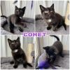 Comet - SR3 photo 3
