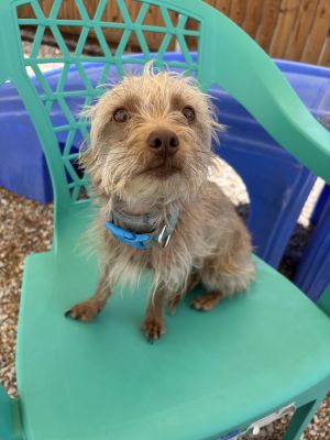 Monster, Young Male Yorkshire Terrier