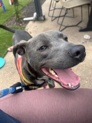 Looking for a four-legged best friend whos always ready for fun Baxter is your guy This affection