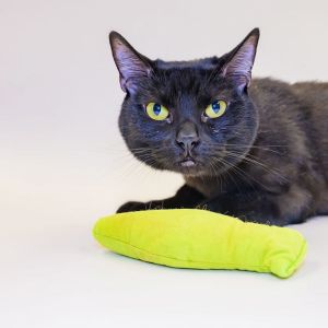 Cookie, Adult Female Domestic Short Hair