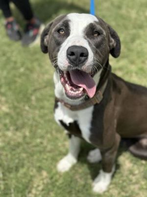Merry, Adult Female Mixed Breed