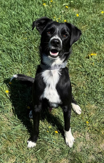 Waffle, an adoptable Border Collie, Mixed Breed in Willmar, MN, 56201 | Photo Image 1
