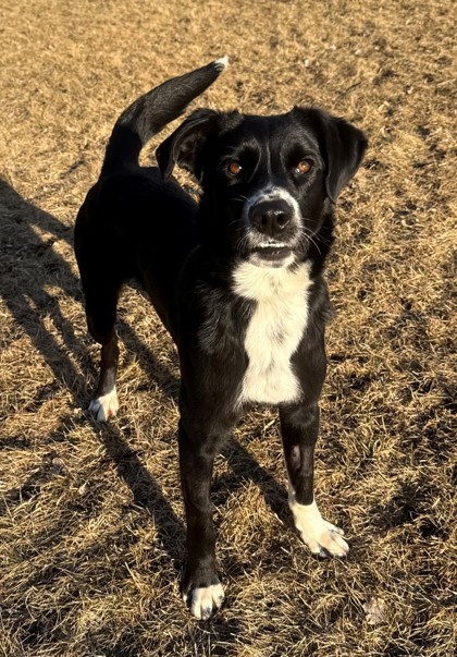 Waffle, an adoptable Border Collie, Mixed Breed in Willmar, MN, 56201 | Photo Image 2